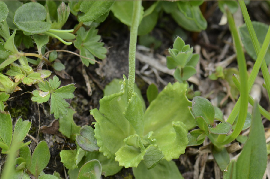 Primula farinosa